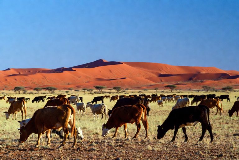 Kalahari Tallow banner image